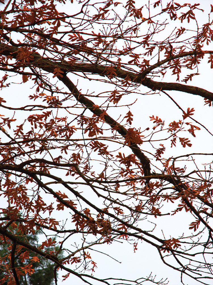 Branches on Autumn