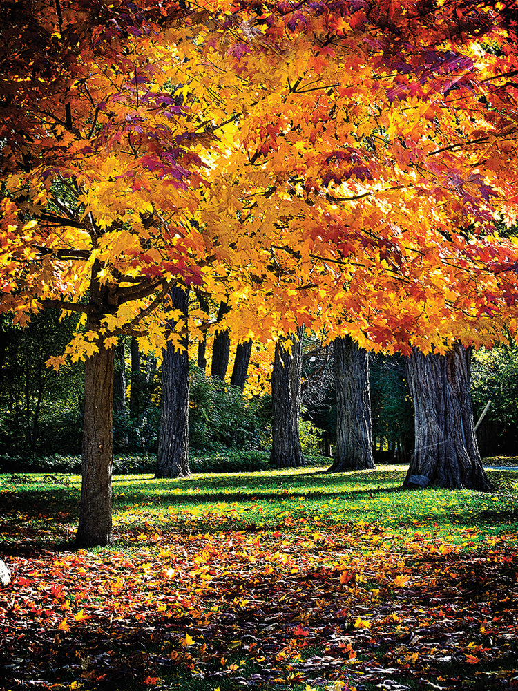 Autumn on the Park