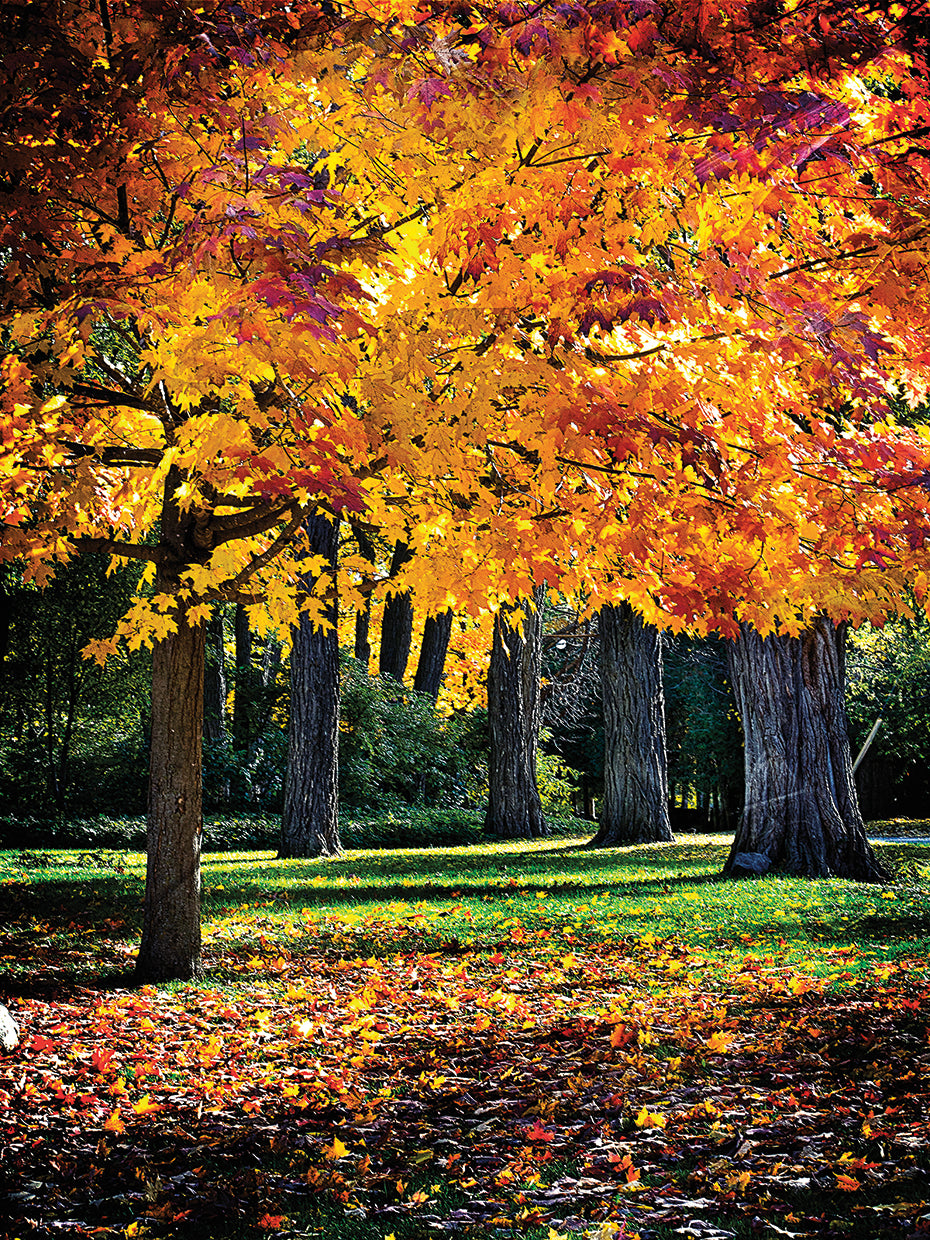 Autumn on the Park