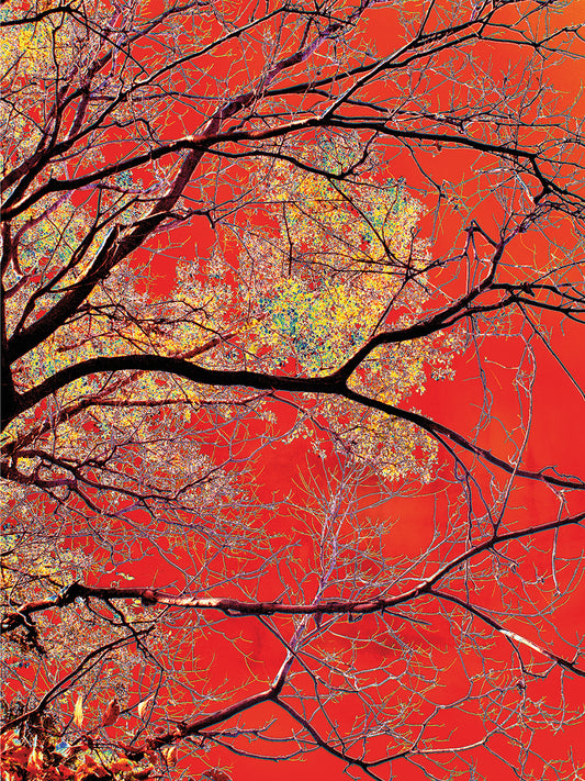 Branches Over Red Background by The Lieberman Collection  colorful fall landscape tree fine art photo printed on canvas or framed canvas