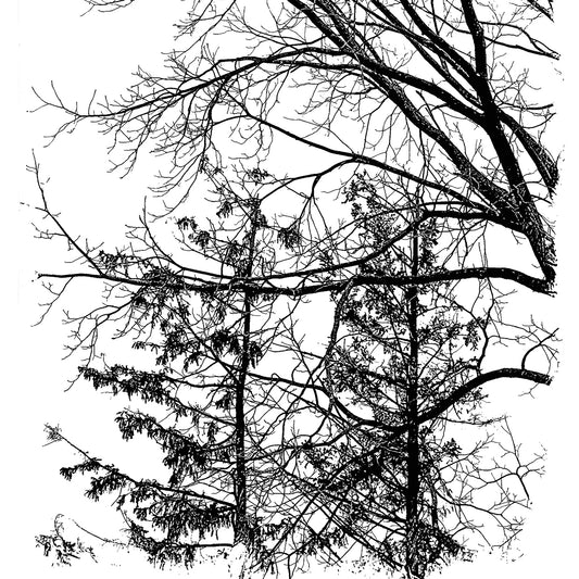Trees B&W Canvas Print