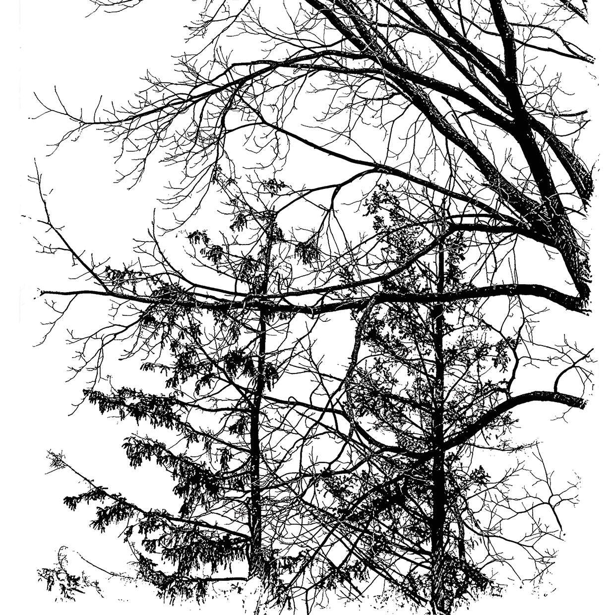 Trees B&W