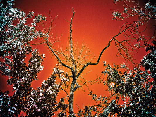 Trees with Orange Background Canvas Art