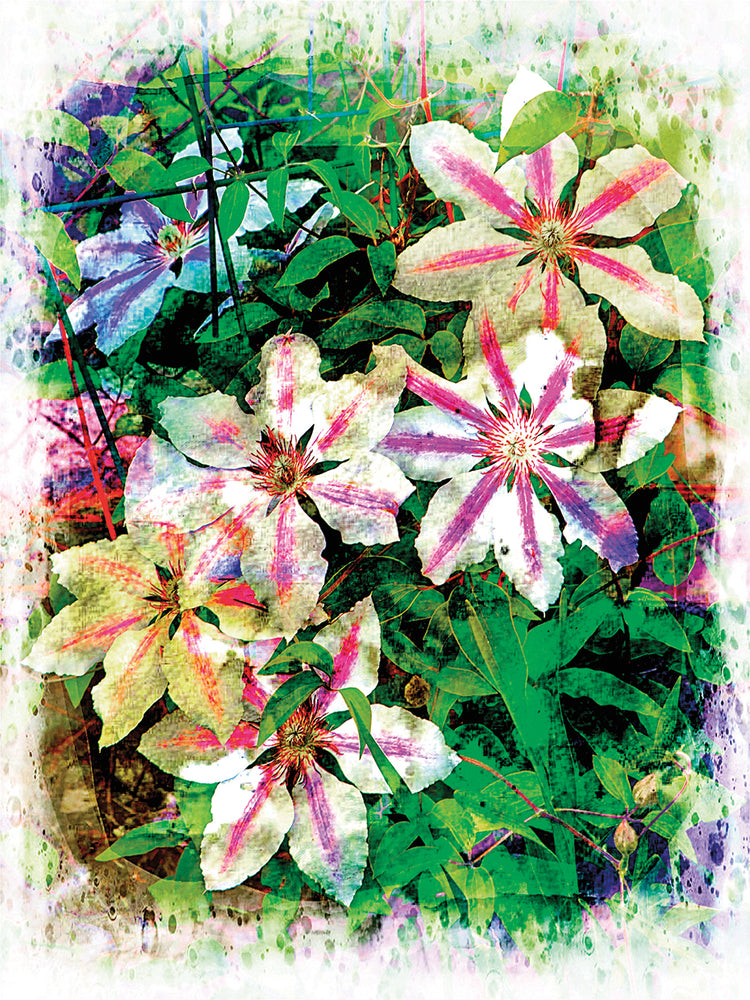 Pink and White Flowers