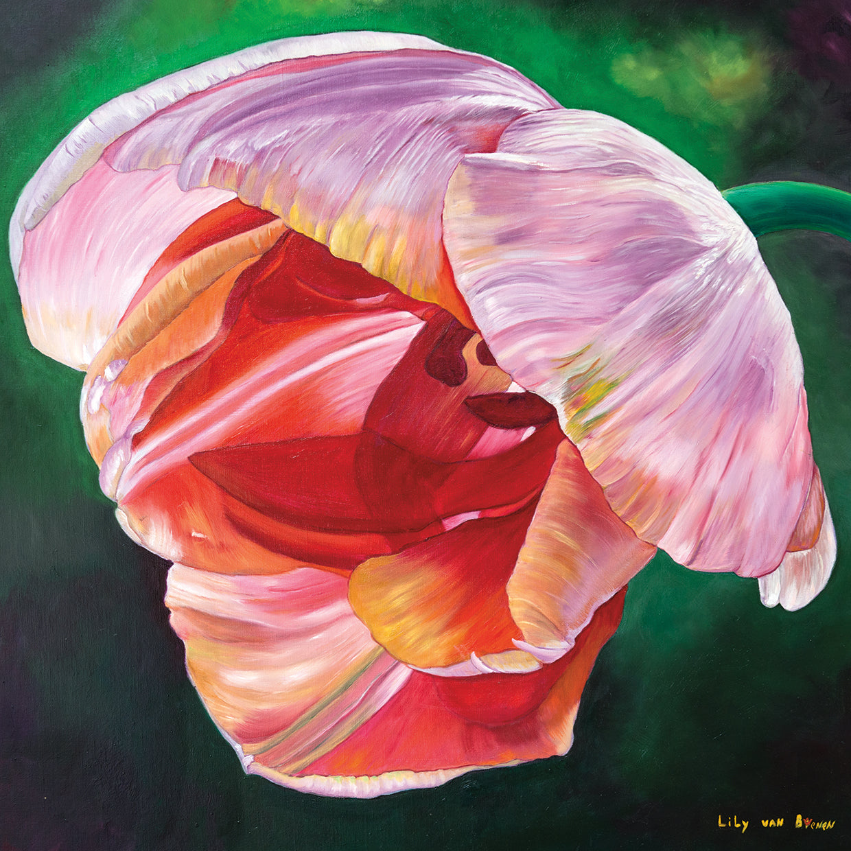 Lit Tulip 2