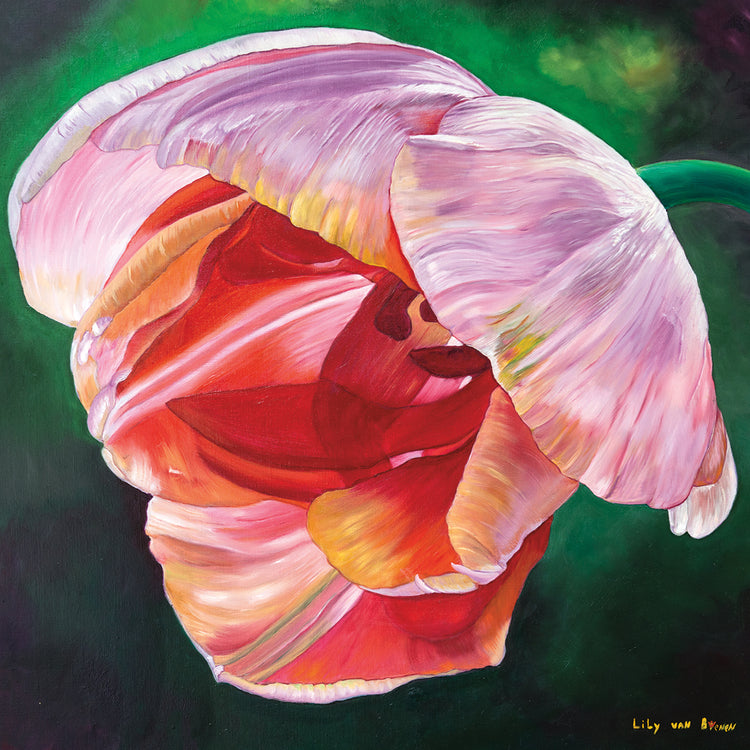 Lit Tulip 2