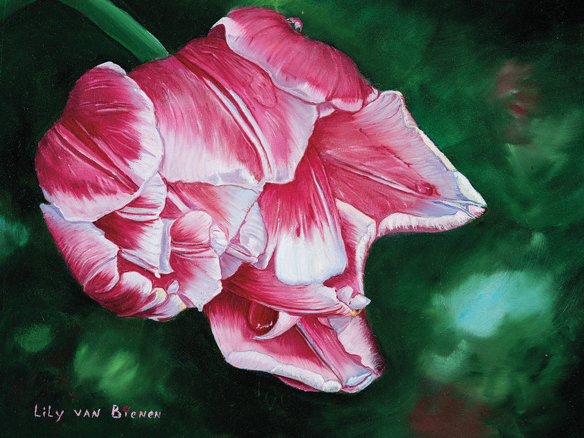 Columbus Tulip