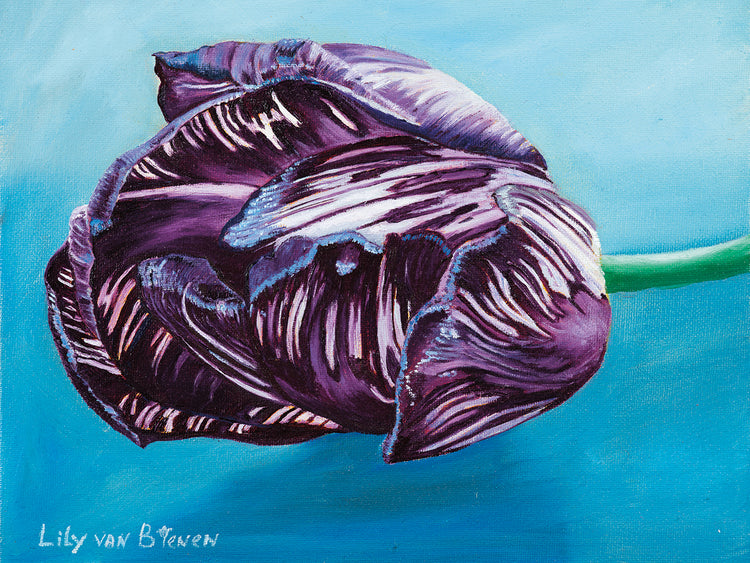 English Society Tulip