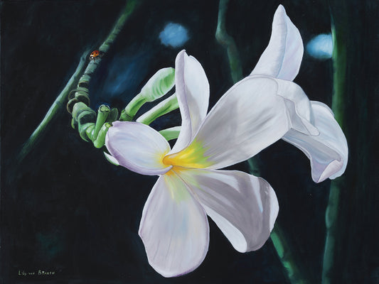White Frangipani Canvas Art