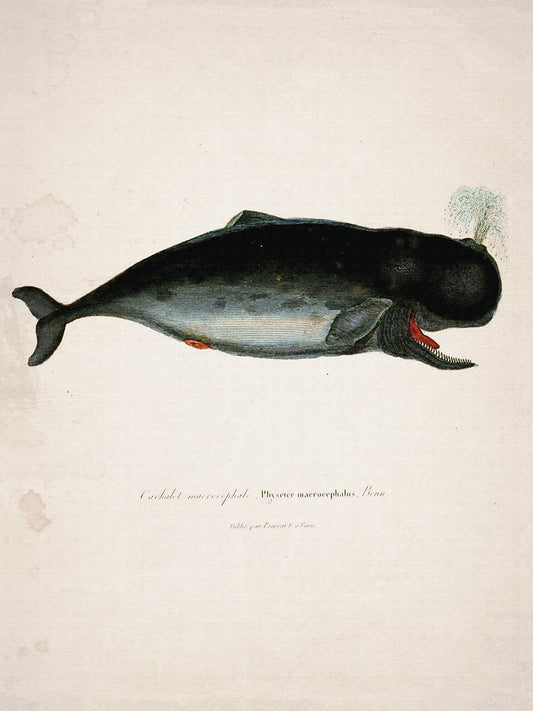 Whale 3 Canvas Print