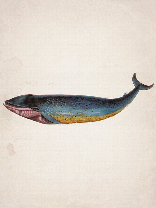 Whale 4 Canvas Print