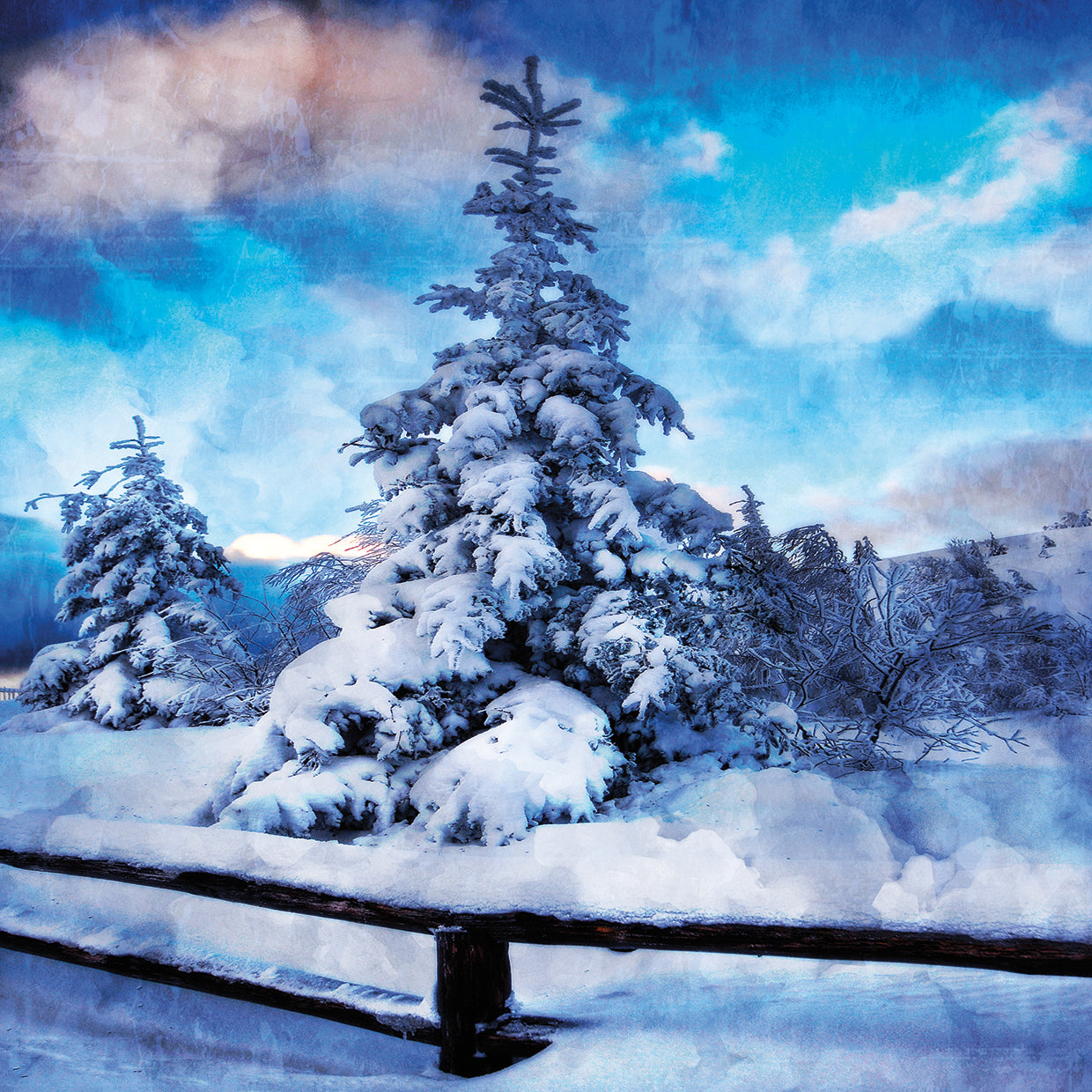 My Beautiful Fir Tree