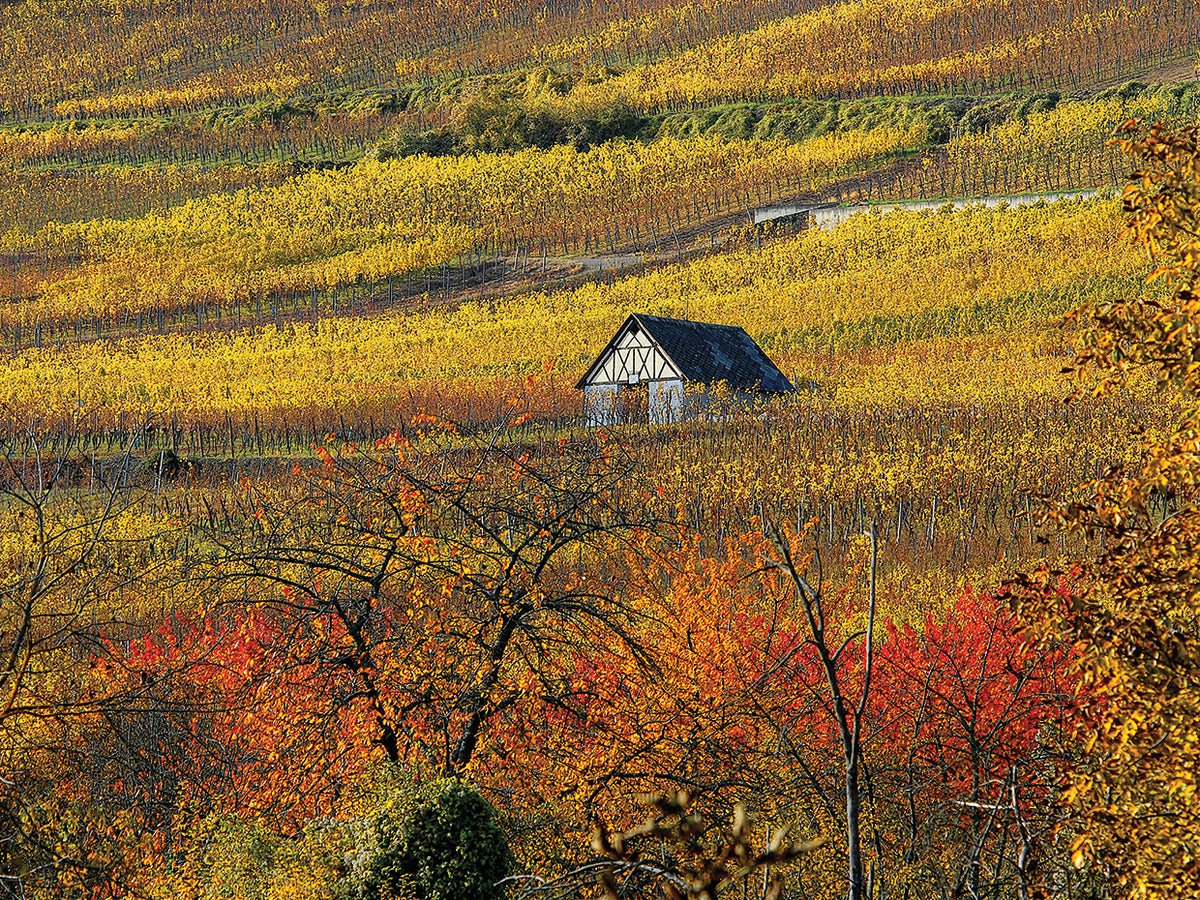 The House of Vines