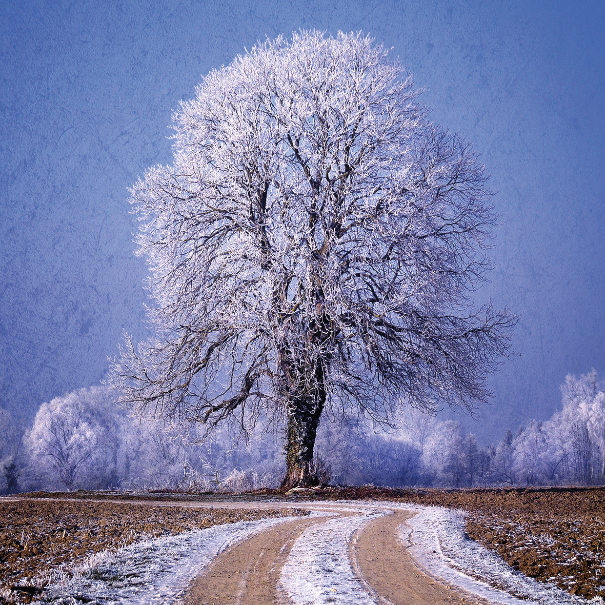 The Sounds Of Silence