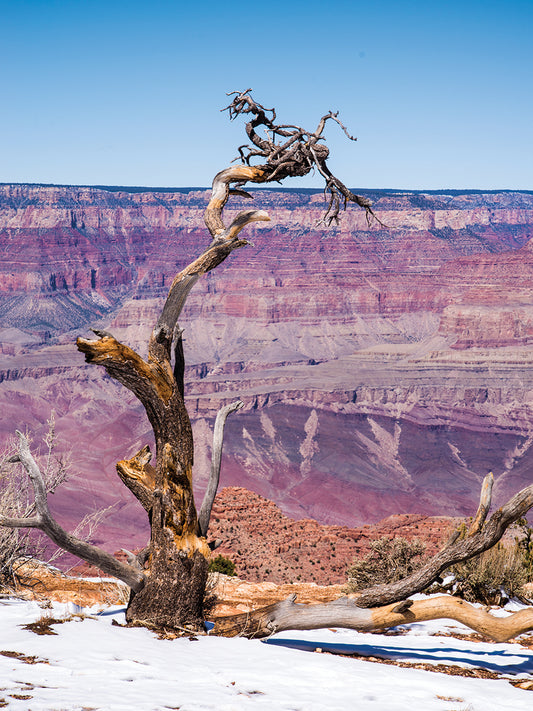 Dead Tree In Grand Canyon Ii Canvas Art