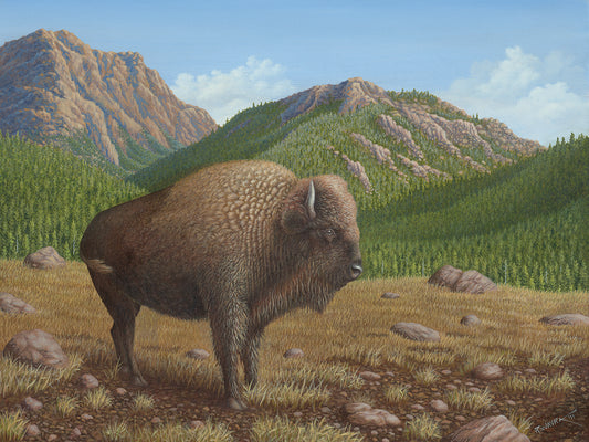 Bison Canvas Art