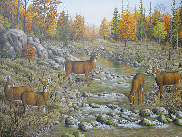 Autumn Whitetails