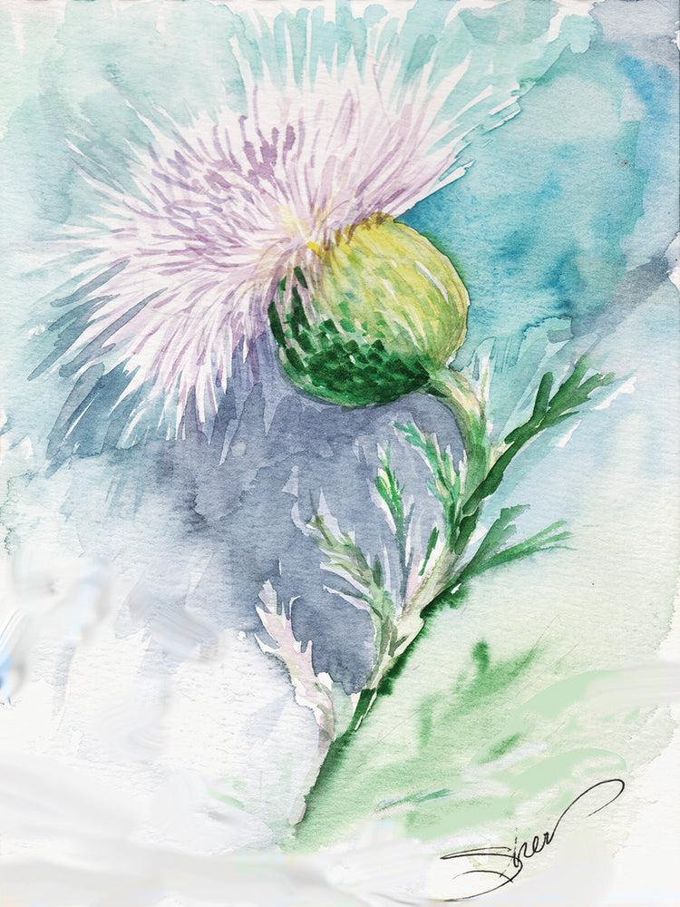 Thistle Watercolor Sketch