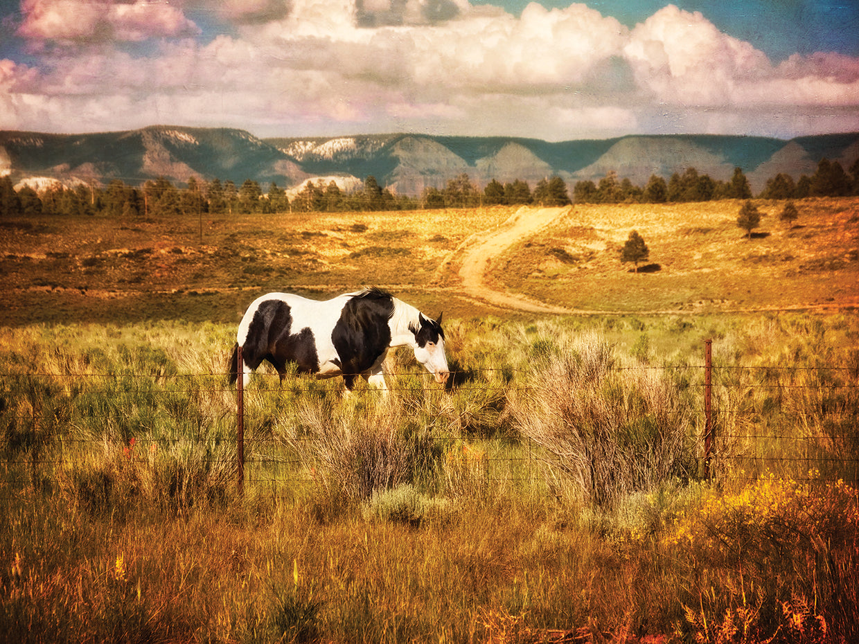 Utah Painted Pony