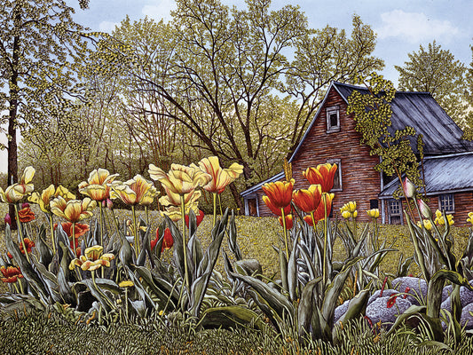 Tulips In New Hampshire Canvas Art