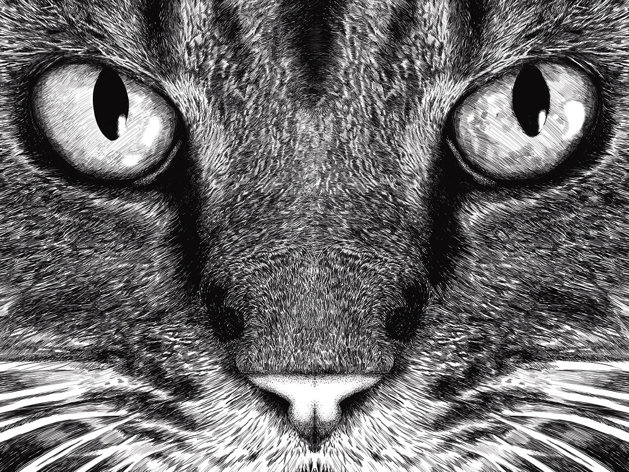 The Cat