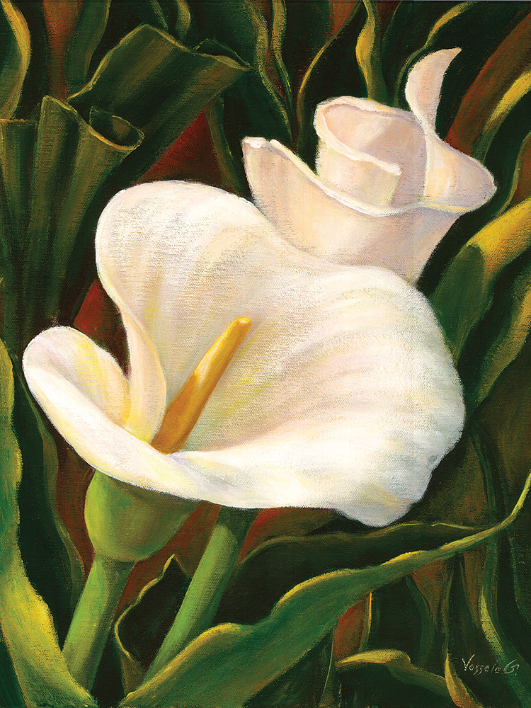 Calla Lily