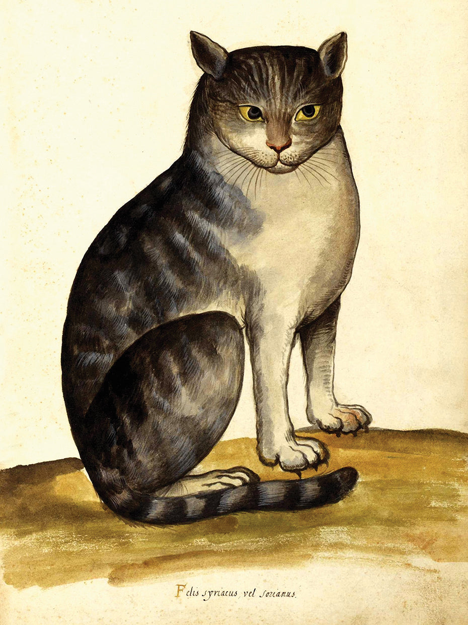 Felis Syriacus Ulisse Aldrovani (1522 –1605)