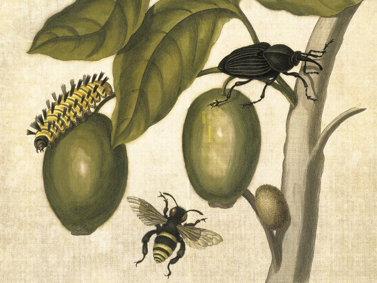 María Sibylla Merian 002 Lienzo