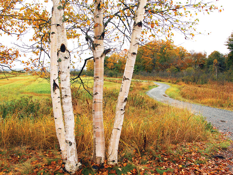 Birches