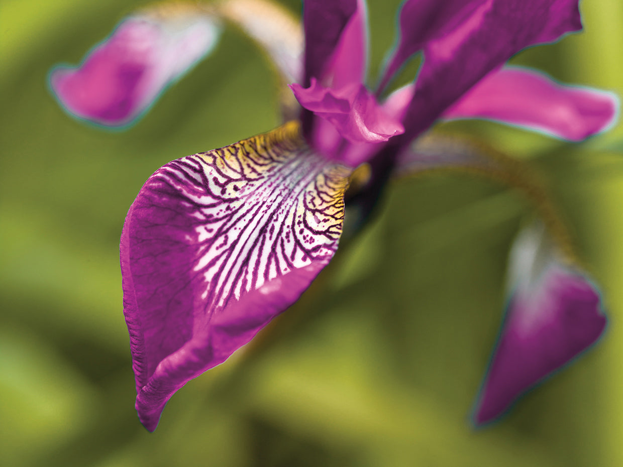 Iris 0122