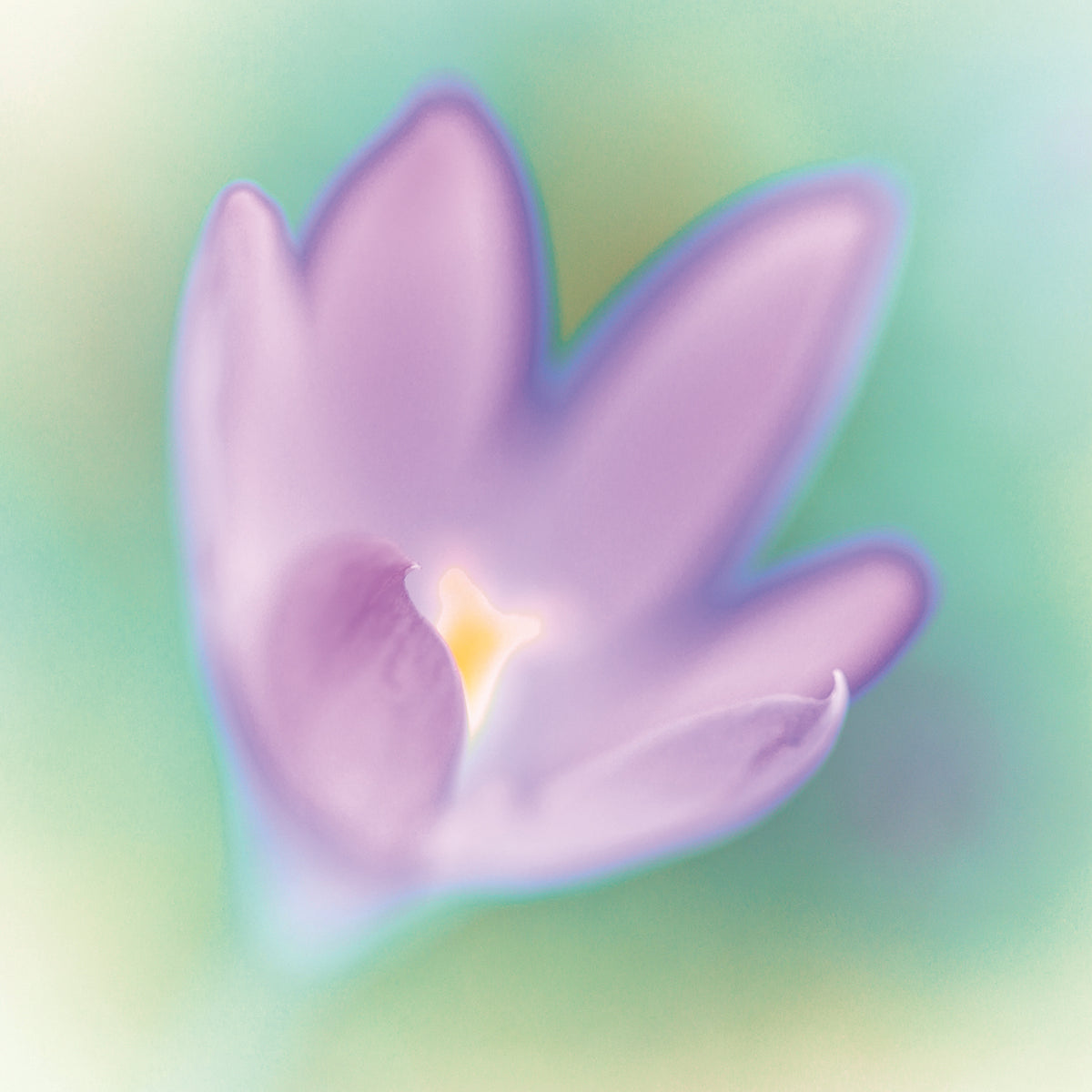 Crocus Flower Macro