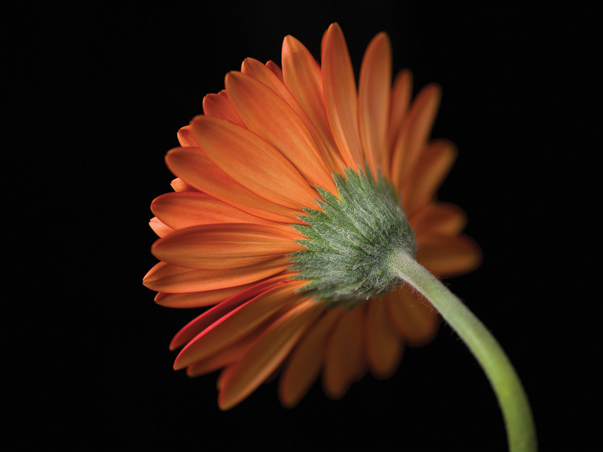 Gerbera Flower 138