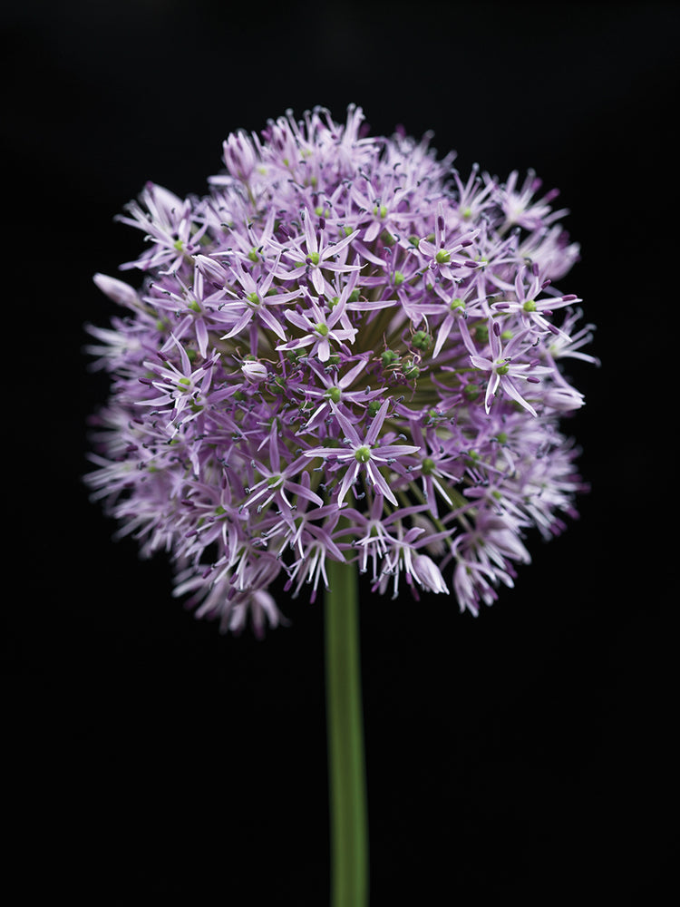 Allium Flower 005