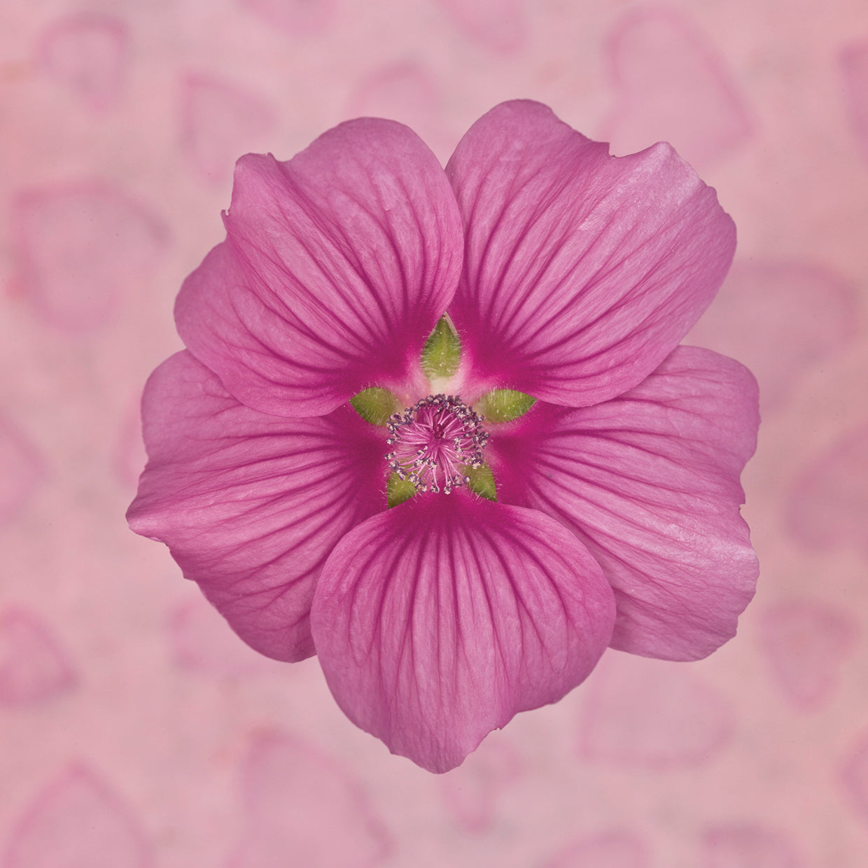 Lavatera Clementii