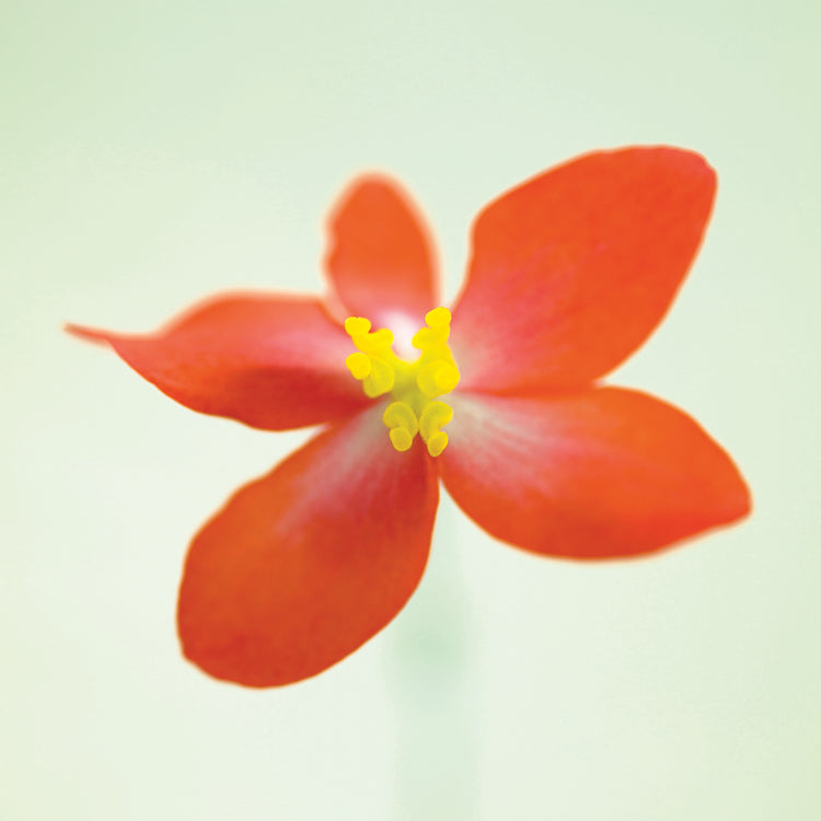 Dragon Wing Begonia 016 Lienzo