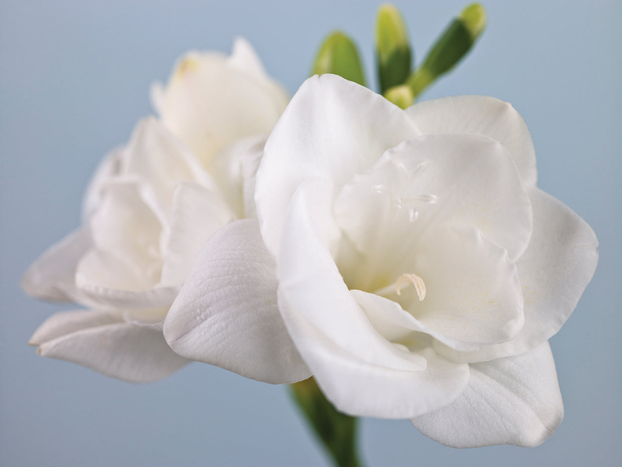 White Freesias 024