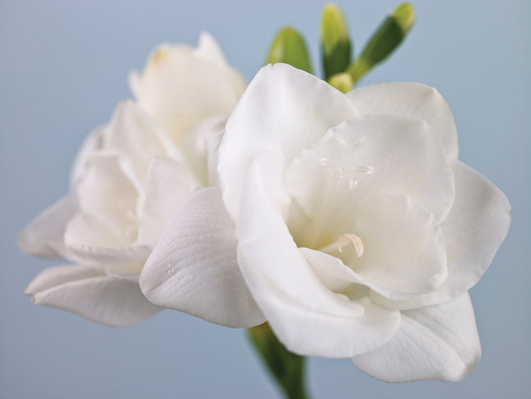 White Freesias 024