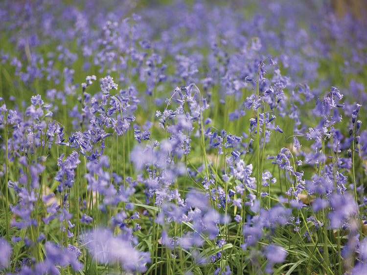 Bluebell Wood 013