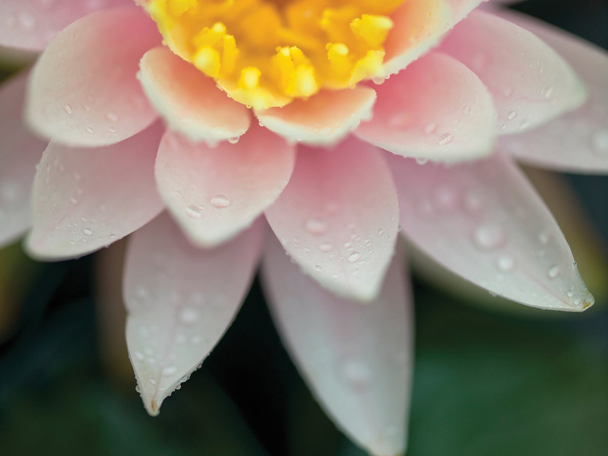 Water Lilies 091