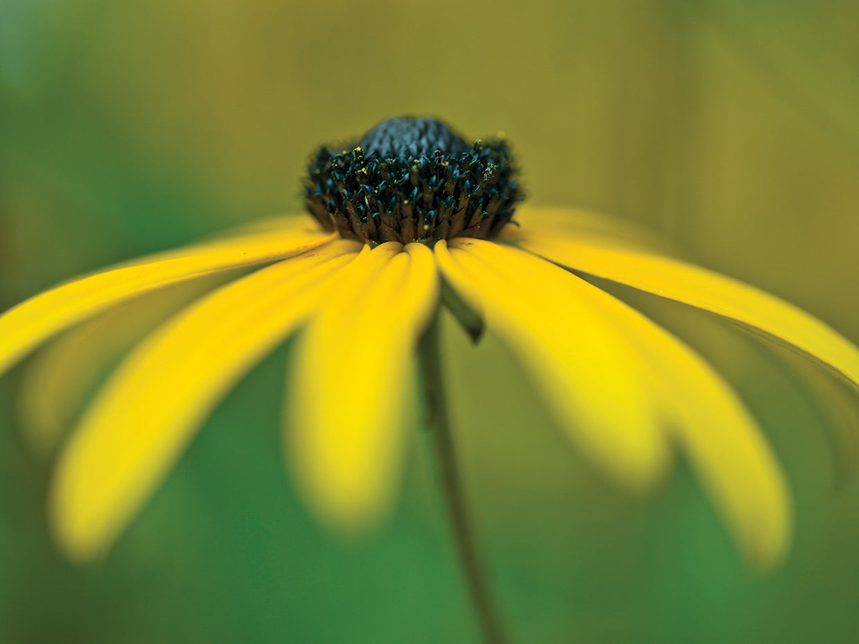 Coneflower 024