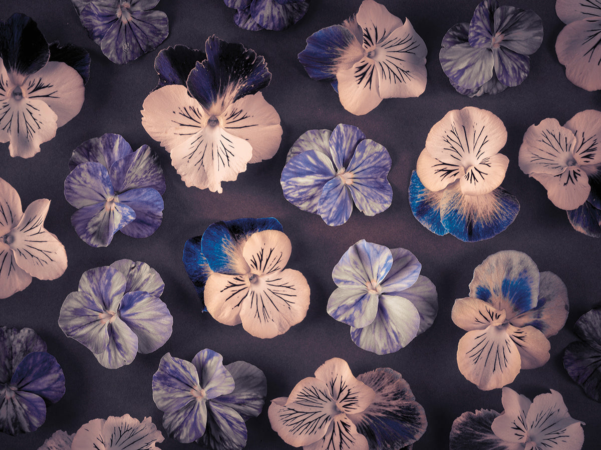 Pansies 060