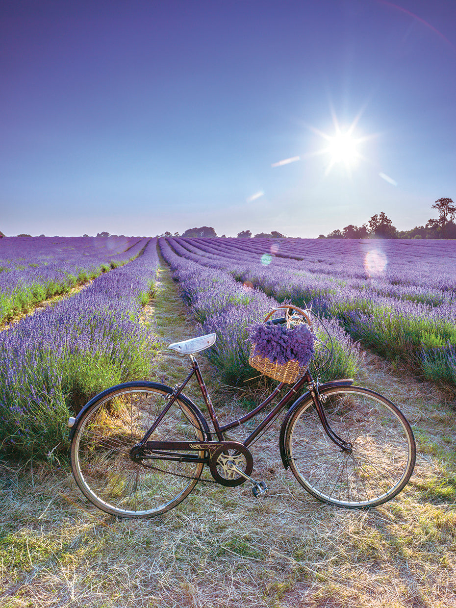 Lavender 181