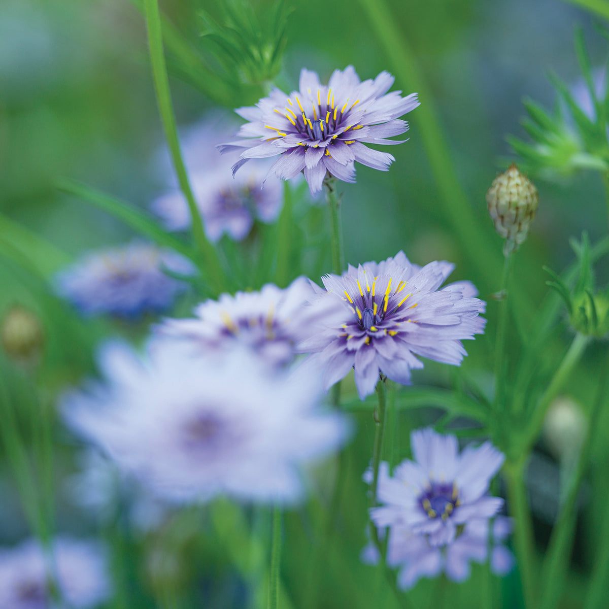Catananche