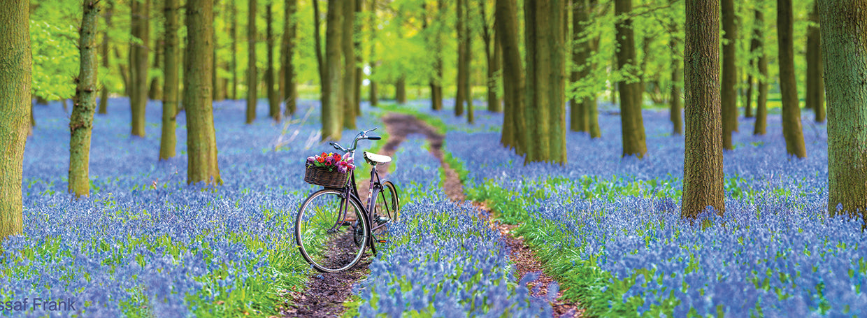 Bluebells 076