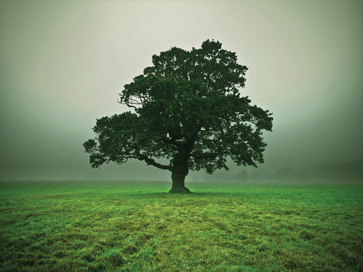 Misty Trees 071