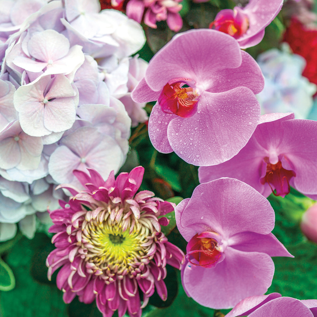Flowers 470