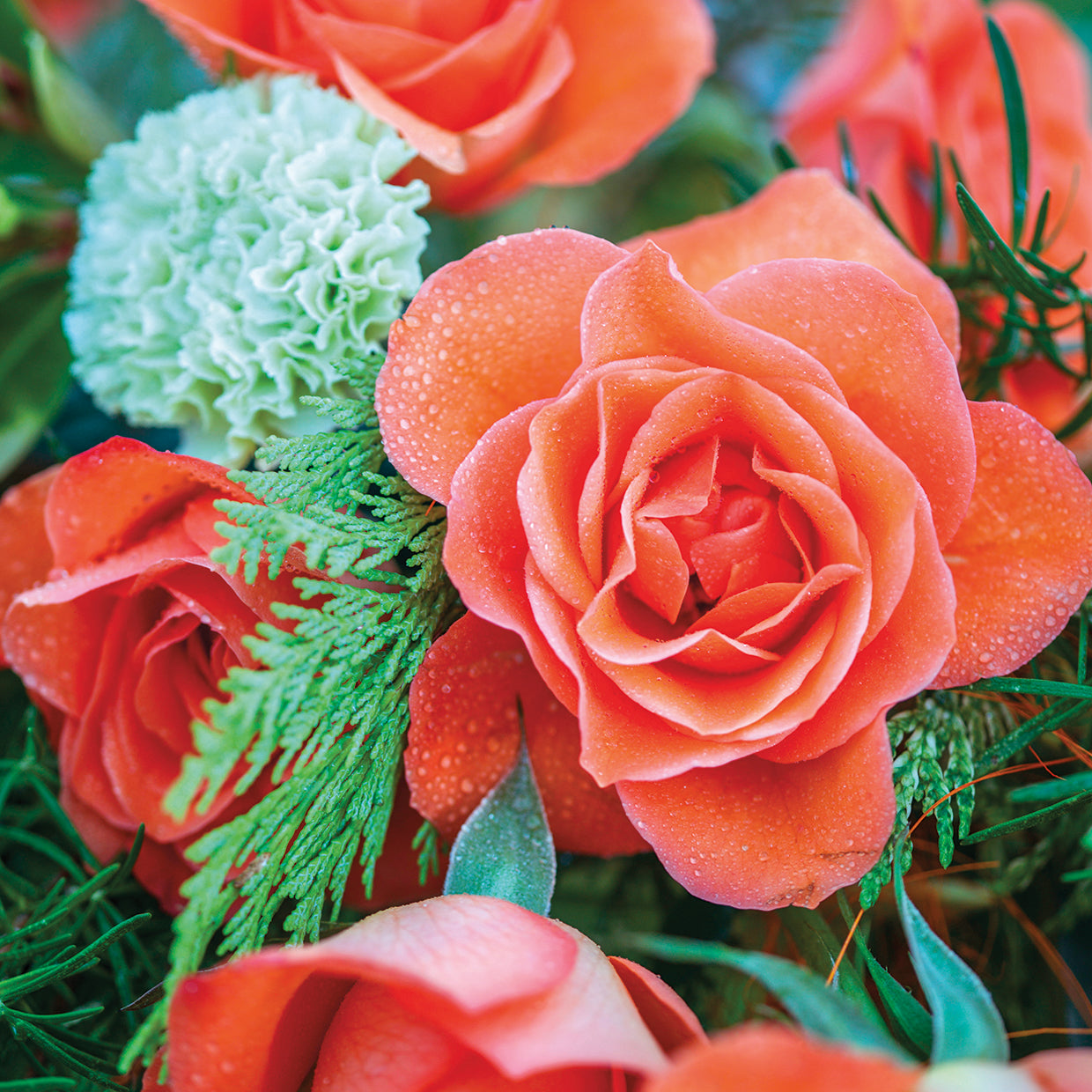 Roses 473