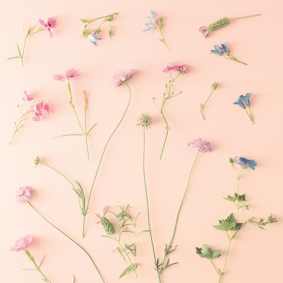 Flowers 064