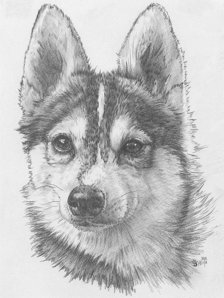 Alaskan Klee Kai