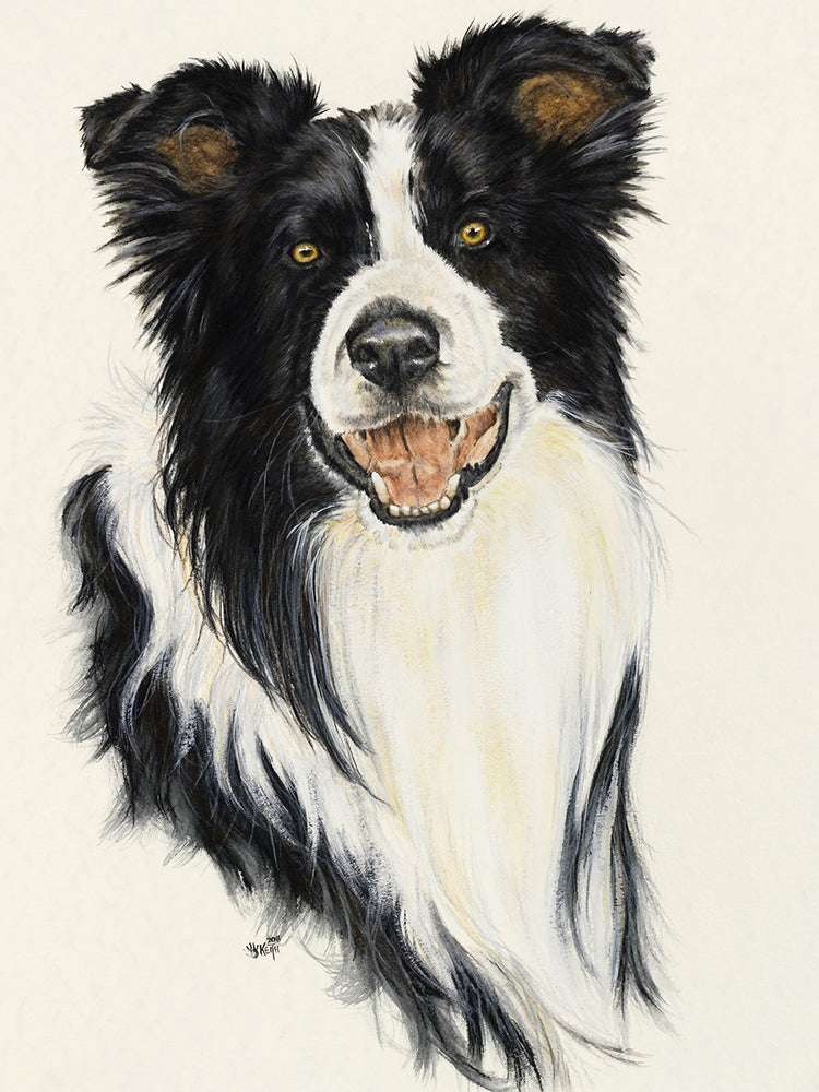 Border Collie